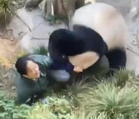 大熊猫扑倒饲养员