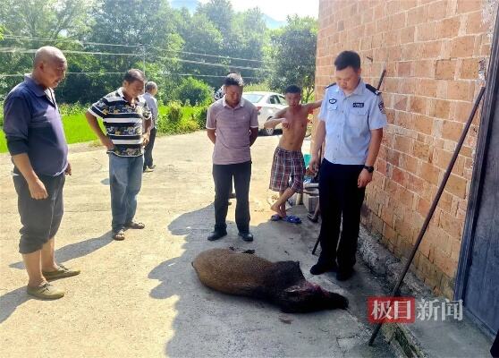 湖北一野猪咬死村民被民警击毙