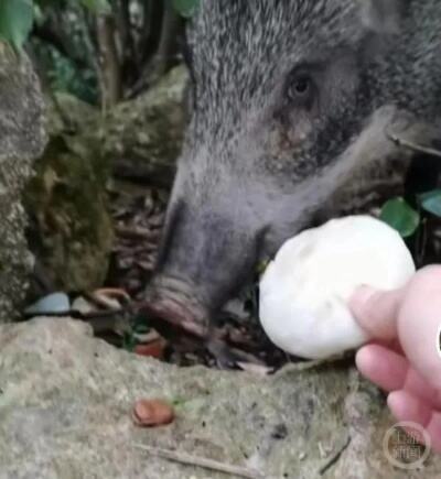 深圳一景区野猪被投喂成网红猪