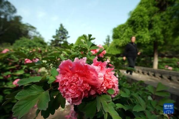 牡丹花开引游人