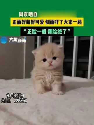 小猫侧脸怎么这个样子