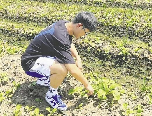 农技人员下田支招