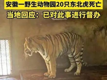 野生动物园20只东北虎死亡