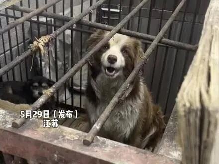 狗坚强的主人谈爱犬获救