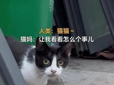 上海一男子被流浪猫绊倒