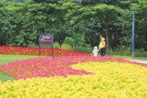 又是一年赏花时