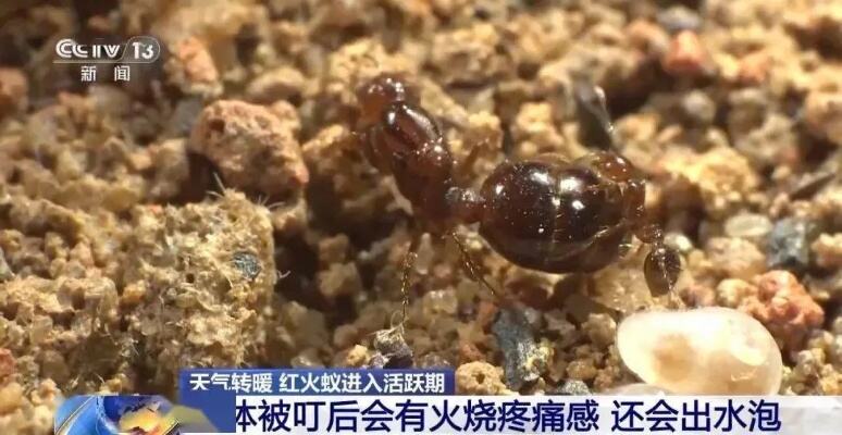 地表最强入侵害虫正处活跃期