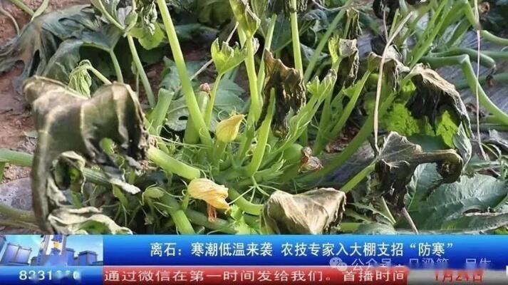 农技专家为蔬菜防寒支招